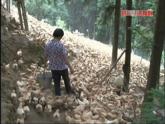 廣西岑溪：萬畝松香飄。央視視頻截圖。