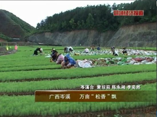 廣西岑溪：萬畝松香飄。央視視頻截圖。
